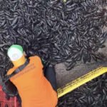 Sebab Ilmiah Kenapa Ikan Sapu-sapu Invasif