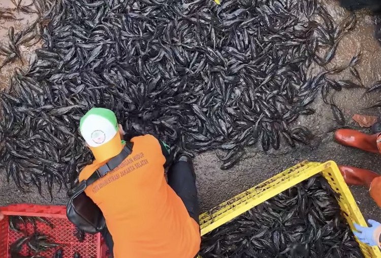 Sebab Ilmiah Kenapa Ikan Sapu-sapu Invasif