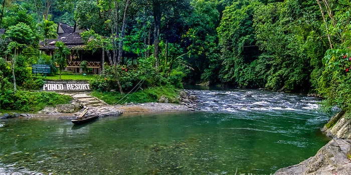 Bukit Lawang Jadi Surga Wisata Alam, Tempat Favorit Melihat Orangutan Sumatera