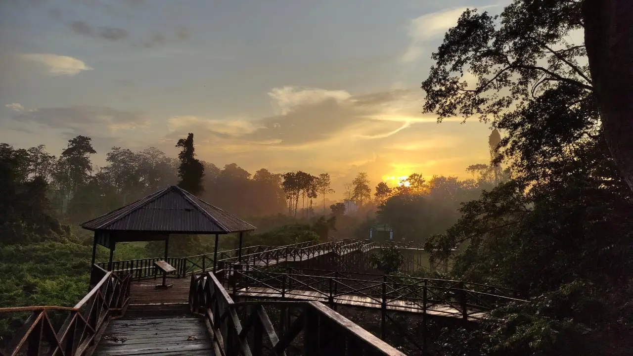TAMAN NASIONAL KUTAI: Rumah Orangutan Liar di Jantung Kalimantan