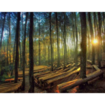 Hutan Pinus Mangunan, Destinasi Wisata Alam Favorit dengan Panorama Hutan yang Menenangkan