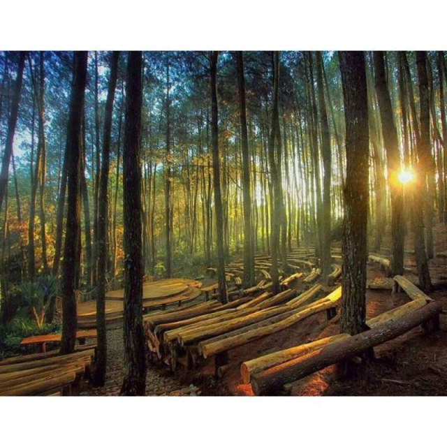 Hutan Pinus Mangunan, Destinasi Wisata Alam Favorit dengan Panorama Hutan yang Menenangkan