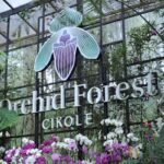 Orchid Forest Cikole, Hutan Pinus Indah dengan Jembatan Gantung Ikonik