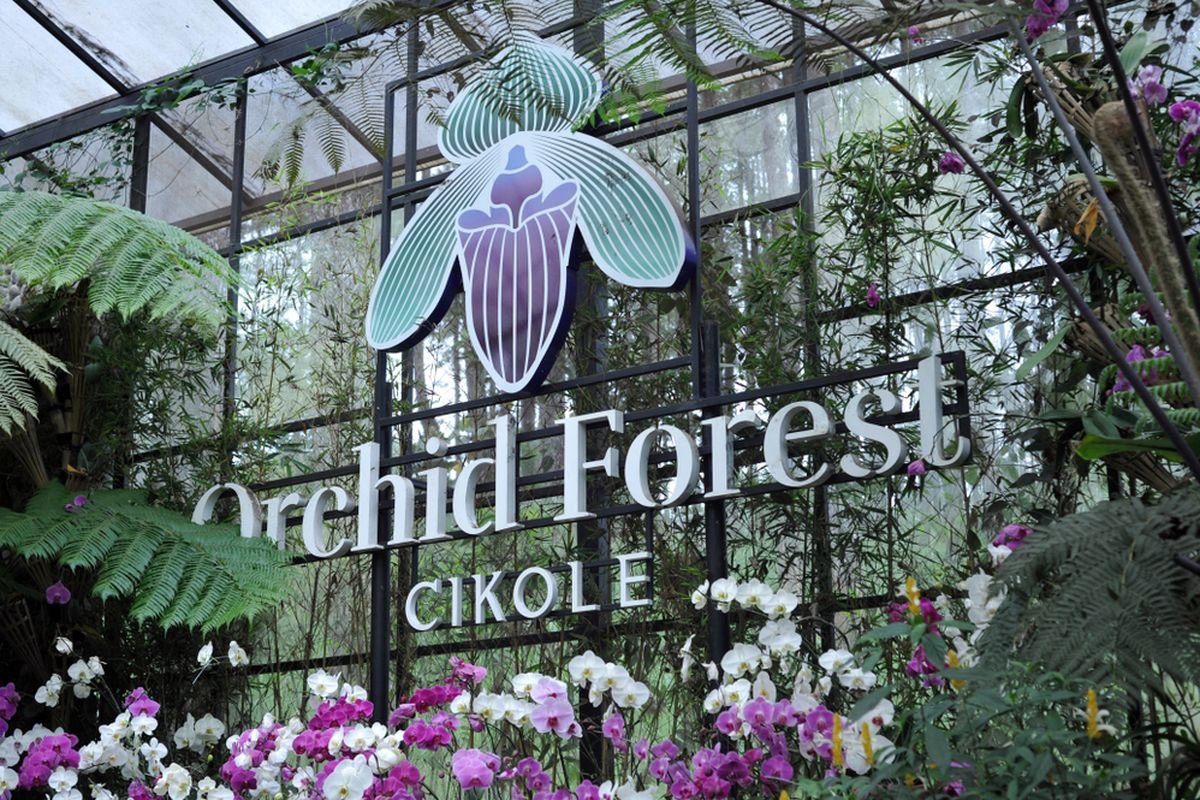 Orchid Forest Cikole, Hutan Pinus Indah dengan Jembatan Gantung Ikonik