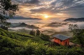 Cameron Highlands: Negeri di Atas Awan dengan Hamparan Kebun Teh yang Menenangkan
