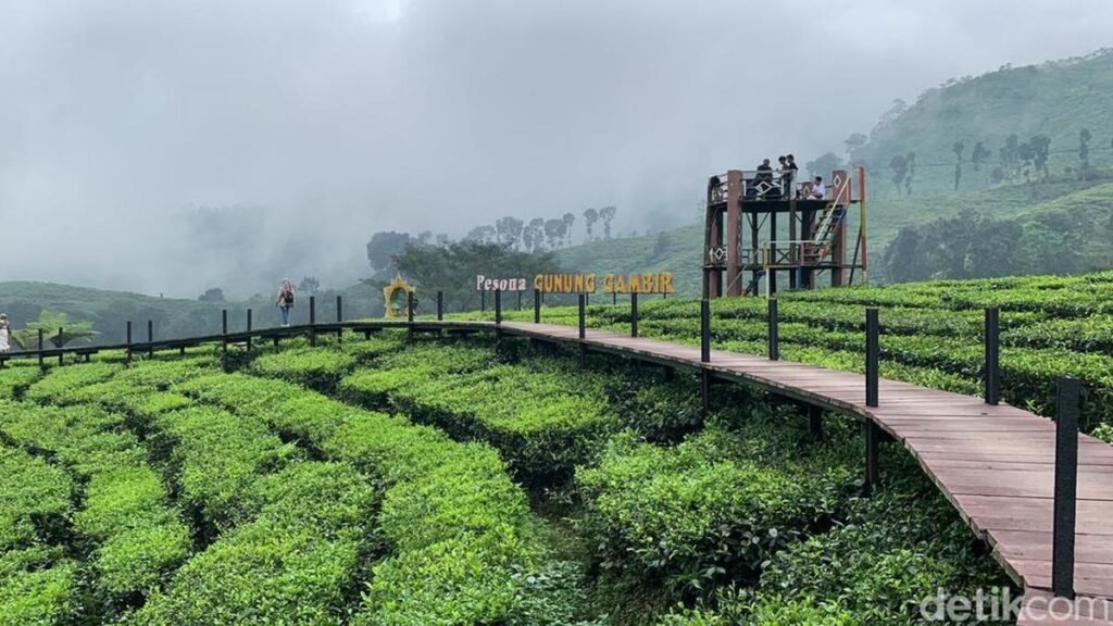 Kebun Teh Gunung Gambir, Oase Sejuk dengan Panorama Hijau Memikat di Jember