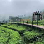 Kebun Teh Gunung Gambir, Oase Sejuk dengan Panorama Hijau Memikat di Jember