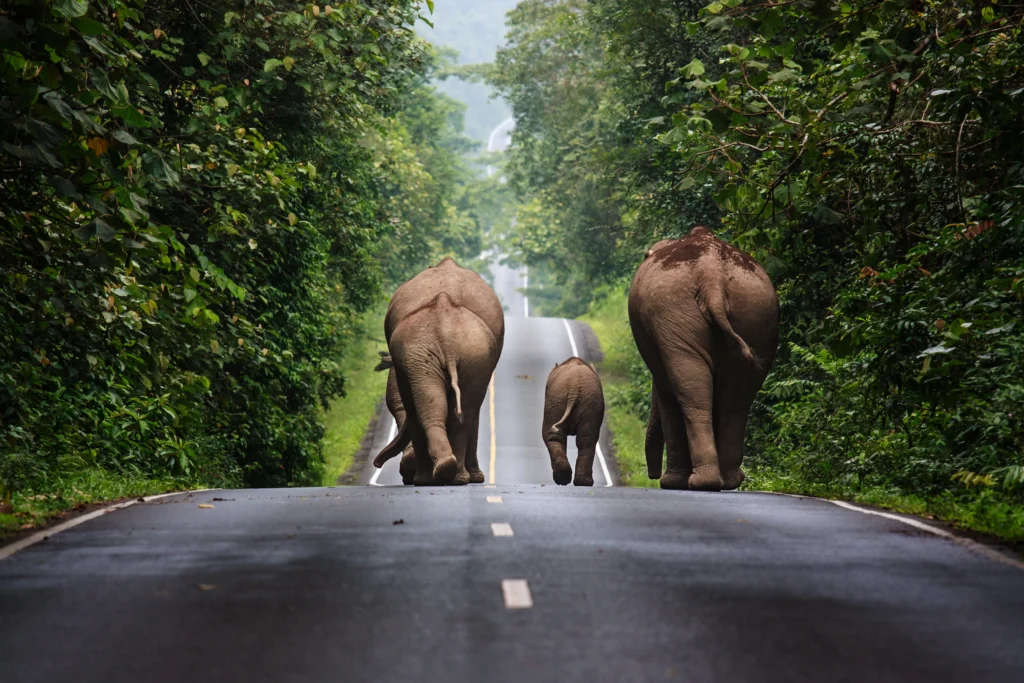 Khao Yai National Park – Wisata Alam Terbaik di Thailand