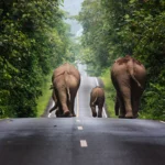 Khao Yai National Park – Wisata Alam Terbaik di Thailand