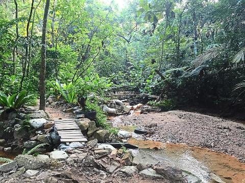 Bukit Gasing Forest Reserve, Surga Trekking yang Menawarkan Keindahan Hutan Tropis di Kuala Lumpur
