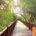 Ekowisata Mangrove Wonorejo, Wisata Alam Edukatif di Tengah Kota Surabaya