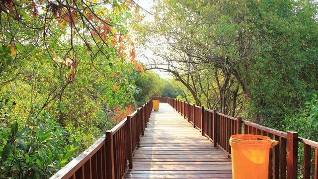 Ekowisata Mangrove Wonorejo, Wisata Alam Edukatif di Tengah Kota Surabaya