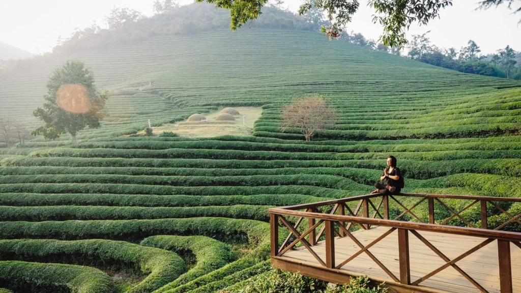Boseong Green Tea Fields, Hamparan Kebun Teh Hijau Terindah di Korea Selatan
