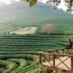 Boseong Green Tea Fields, Hamparan Kebun Teh Hijau Terindah di Korea Selatan