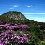 Hallasan National Park, Keindahan Gunung Tertinggi di Korea Selatan